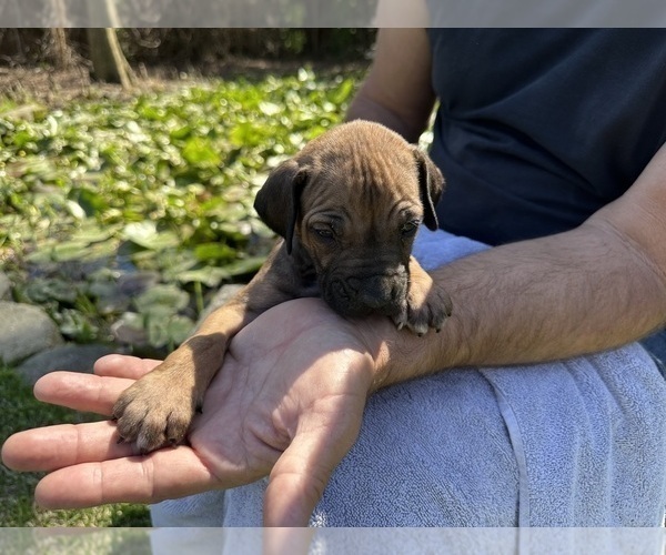 Medium Photo #3 Rhodesian Ridgeback Puppy For Sale in WILMINGTON, NC, USA