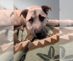 Small #1 Anatolian Shepherd Mix