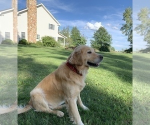 Father of the Golden Retriever puppies born on 02/26/2023