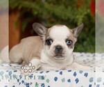 Small #2 French Bulldog