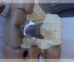 Small #17 French Bulldog