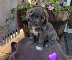 Puppy Daisy Aussiedoodle