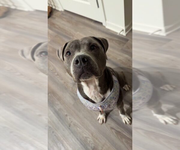 Medium Photo #6 Mutt Puppy For Sale in Abbeville, LA, USA