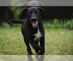 Small #1 Labrador Retriever Mix