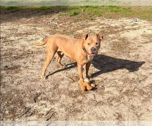 Medium Photo #2 Mutt Puppy For Sale in garner, NC, USA