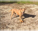 Small #1 Mutt