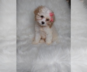 Cocker Spaniel-Poodle (Miniature) Mix Puppy for sale in INDIANAPOLIS, IN, USA