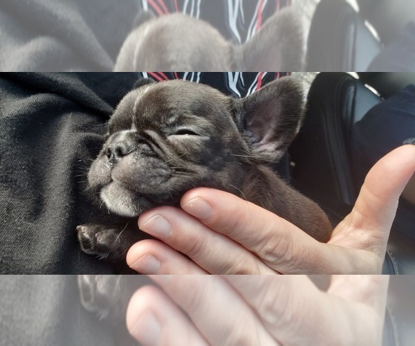 Medium Photo #5 French Bulldog Puppy For Sale in AMHERST, NH, USA