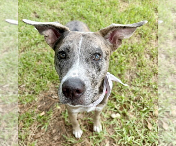 Medium Photo #3 American Staffordshire Terrier-Unknown Mix Puppy For Sale in Lakewood, CO, USA