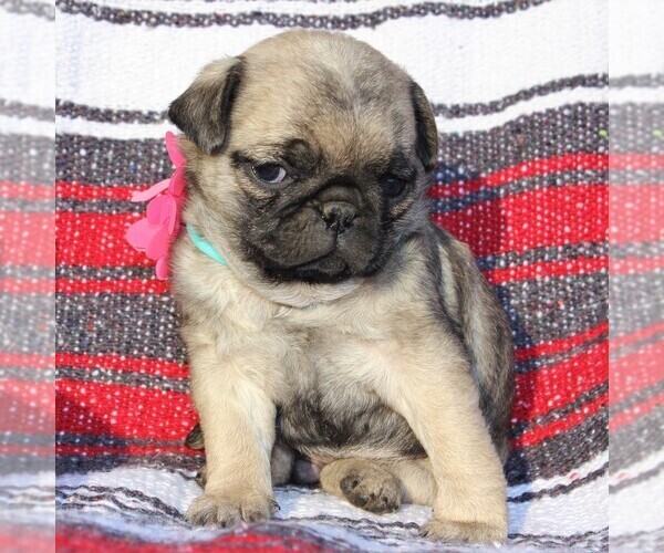 Medium Photo #1 Pug Puppy For Sale in CHARLOTTE HALL, MD, USA