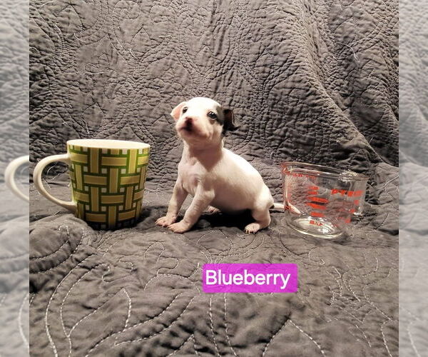 Medium Photo #2 Jack Chi Puppy For Sale in Aurora, IN, USA