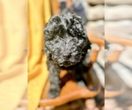 Puppy Elizabeth Goldendoodle (Miniature)