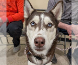 - Mix Dogs for adoption in Fargo, ND, USA