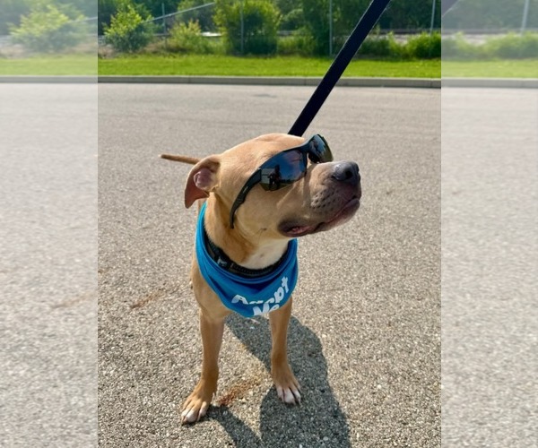 Medium Photo #5 American Pit Bull Terrier-Unknown Mix Puppy For Sale in Germantown, OH, USA