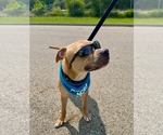 Small #4 American Pit Bull Terrier Mix