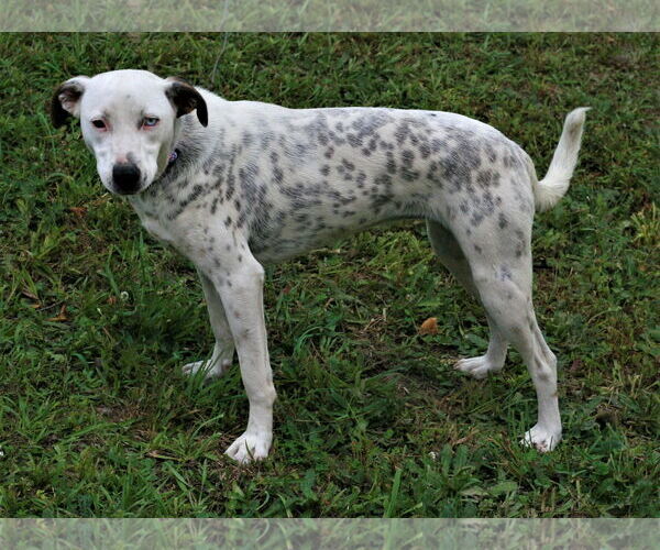 Medium Photo #3 Labmatian Puppy For Sale in Attalka, AL, USA