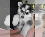 Small Photo #2 Pomsky Puppy For Sale in SALEM, OH, USA