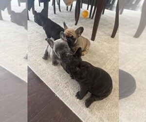French Bulldog Puppy for sale in TREVOSE, PA, USA