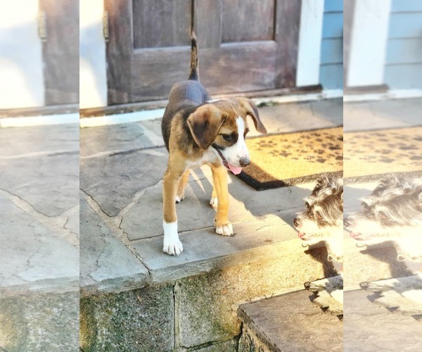 Medium Photo #9 Beagle-Unknown Mix Puppy For Sale in Fultonham, NY, USA