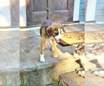 Small #8 Beagle Mix