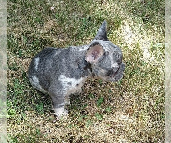 Medium Photo #6 French Bulldog Puppy For Sale in AKRON, OH, USA