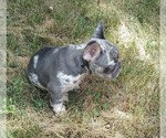 Small #5 French Bulldog
