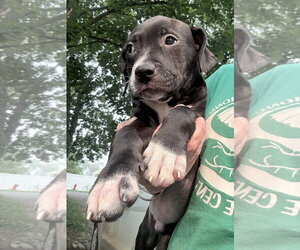 Mutt Dogs for adoption in Clarkston, MI, USA