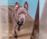 Small #2 American Pit Bull Terrier Mix