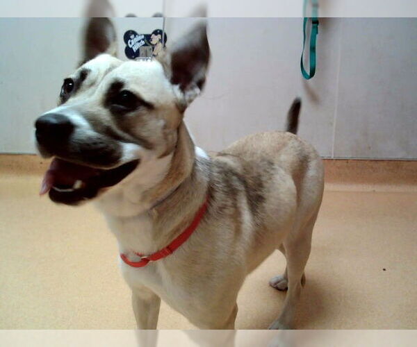 Medium Photo #1 Mutt Puppy For Sale in Martinez, CA, USA