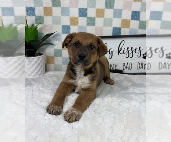 Medium Photo #3 Australian Cattle Dog Puppy For Sale in FRANKLIN, IN, USA