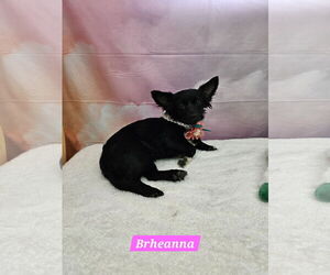Chihuahua-Unknown Mix Dogs for adoption in Metairie, LA, USA