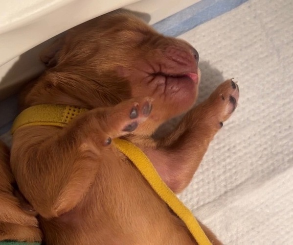 Medium Photo #13 Golden Retriever Puppy For Sale in SACRAMENTO, CA, USA