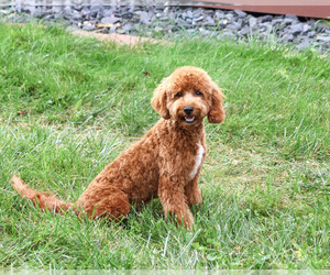 Cavapoo (Miniature) Puppy for sale in SYRACUSE, IN, USA