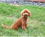 Image preview for Ad Listing. Nickname: Matilda