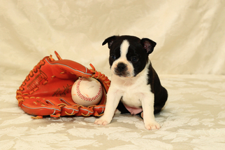 Boston Terrier Puppy for sale in GRAHAM, WA, USA