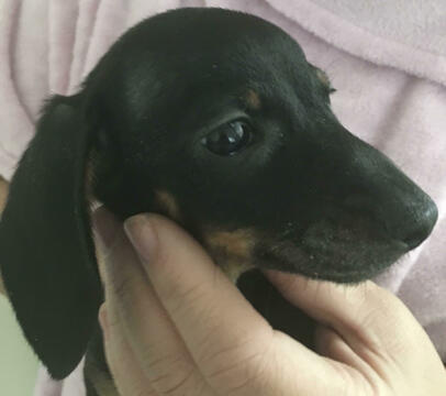 Medium Photo #3 Dachshund Puppy For Sale in HAINES CITY, FL, USA