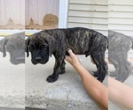 Puppy Tan collar Cane Corso