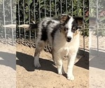 Small #16 Shetland Sheepdog