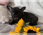 Small Photo #20 French Bulldog Puppy For Sale in CHARLESTON, SC, USA