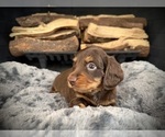Puppy Bruno Dachshund