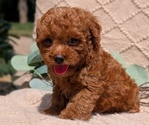 Puppy 3 Cockapoo