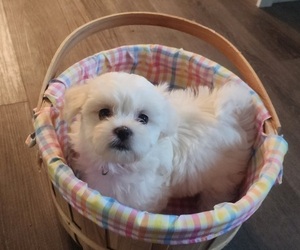 Bichon Frise Puppy for sale in NEWARK, DE, USA