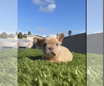 Small Photo #22 French Bulldog Puppy For Sale in MENLO PARK, CA, USA