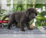 Small Photo #4 Newfoundland Puppy For Sale in SUGARCREEK, OH, USA