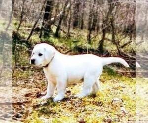 Labrador Retriever Puppy for sale in LINDEN, TN, USA