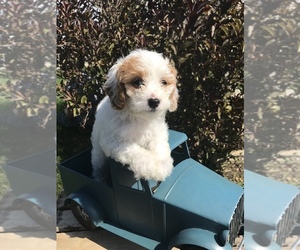 Cavapoo Puppy for sale in GOSHEN, IN, USA