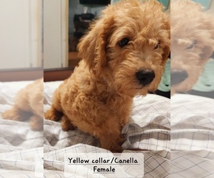 Miniature Labradoodle Puppy for sale in AUSTIN, TX, USA