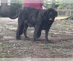 Mastiff Puppy for sale in CHAUVIN, LA, USA