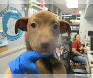 American Pit Bull Terrier-Unknown Mix Dogs for adoption in Oklahoma City, OK, USA