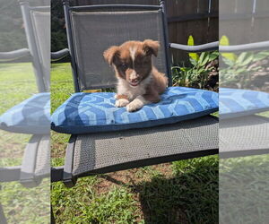 Miniature Australian Shepherd Puppy for sale in ADAIRSVILLE, GA, USA